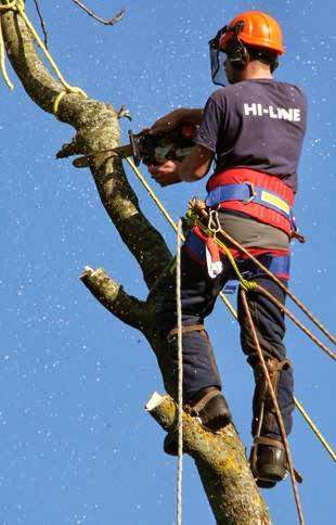 T. D. Tree Services (Leeds & Wakefield) photo